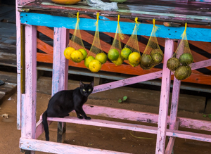 Watchful Cat under a market stand, Itaballi, Guyana